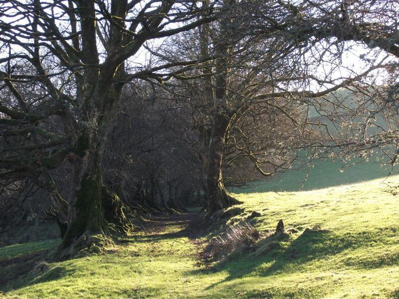 Swallow Barn Llanwrtyd Wells Rom bilde